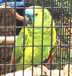 amazon-parrot-cage