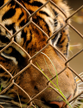 Tiger behind Chainlink Fence