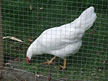 chicken behind welded mesh