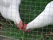 chicken behind wire mesh