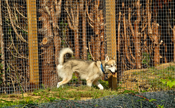 hisky fence