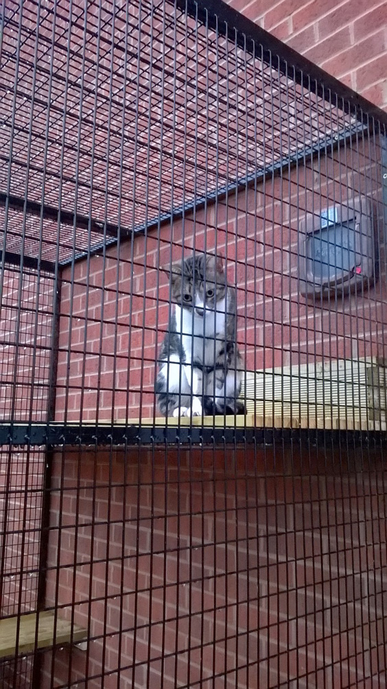 cat-in-cage-off-house