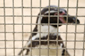 mesh-for-penguin-enclosure