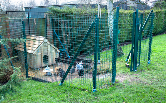 chicken-mesh-cage