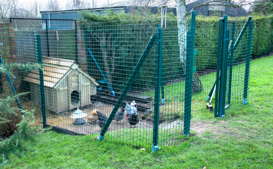 intermediate chicken run for free ranging birds