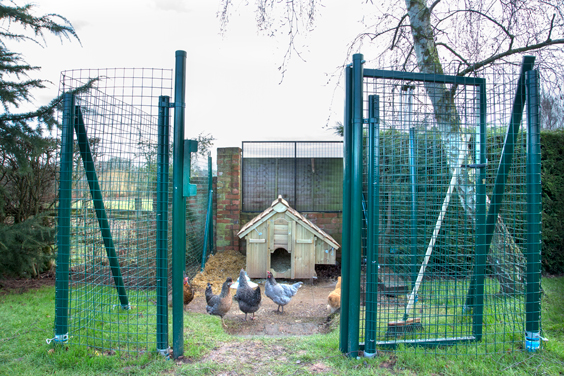 free-ranging-intermediate-cage