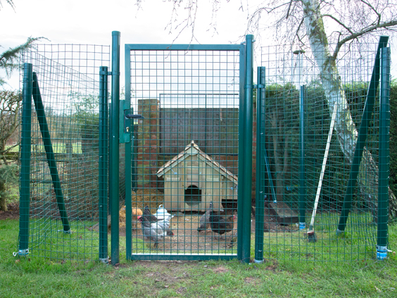 intermediate-cage-for-chickens