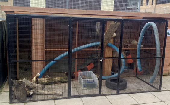 outdoor ferret pen