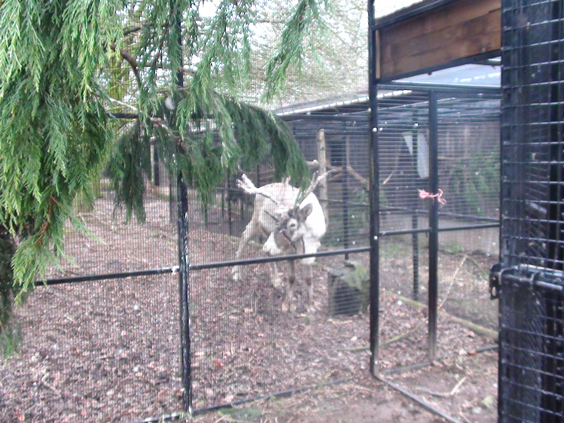 reindeer enclosure