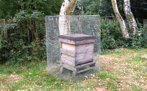 woodpecker cage