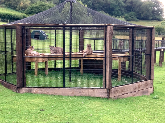 lynx family enclosure