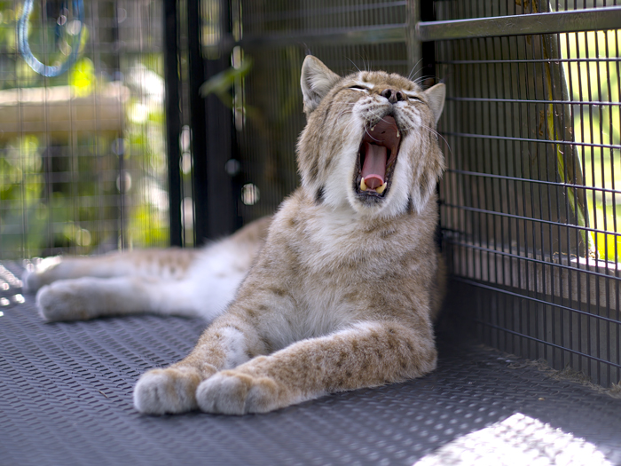 lynx yawning