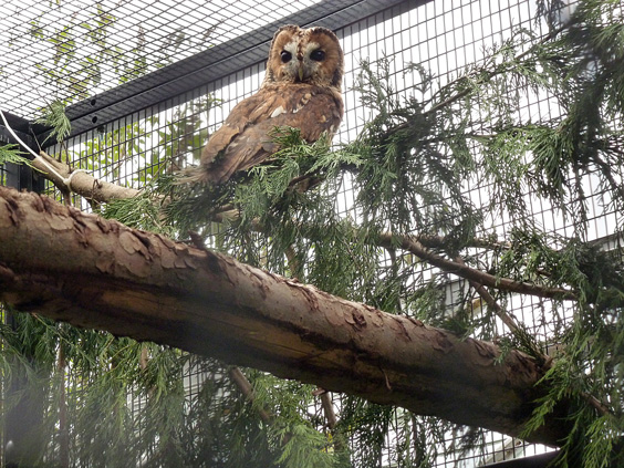 owl aviary