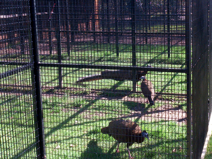 Corner of Cage at Zoo