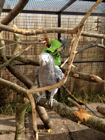 Parrot in Large Aviary Cage