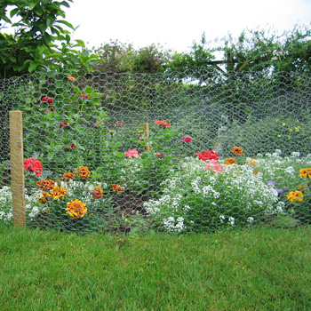 Rabbit Netting Protection