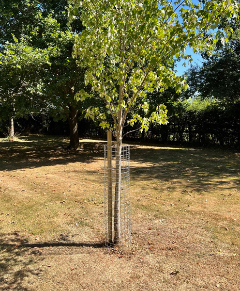 galvanized 2 inch mesh tree guards