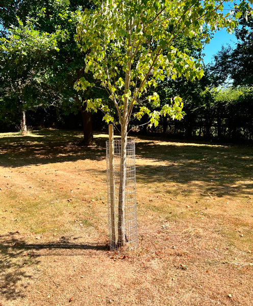 3 inch x 1 inch mesh tree guard