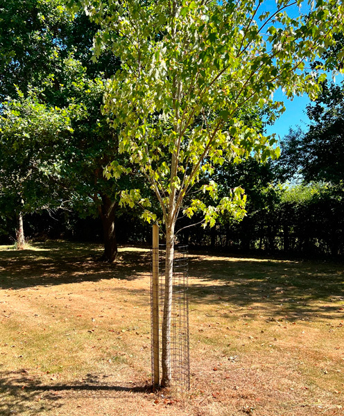 black mesh tree guard