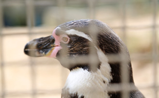 Humboldt penguin mesh fencing